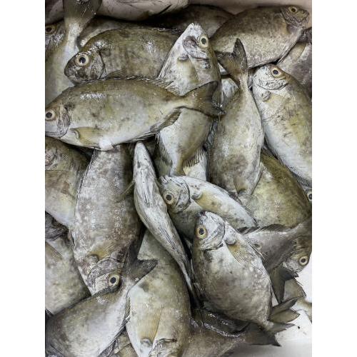 新鲜泥猛鱼/KG