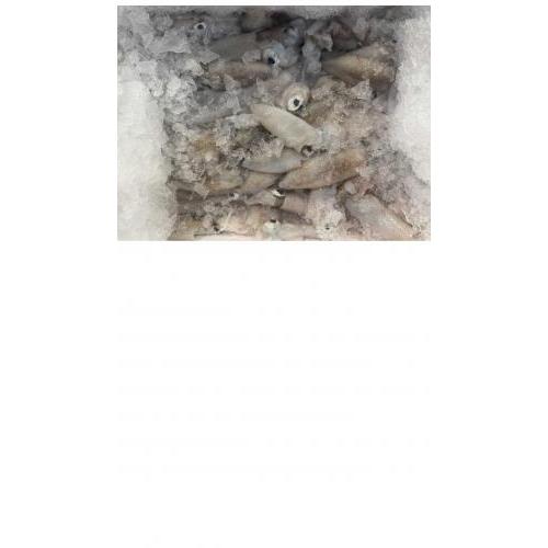 小鲜鱿/kg