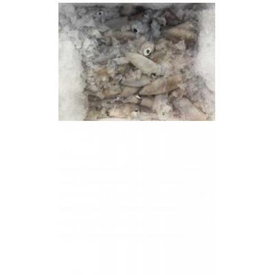 小鲜鱿/kg